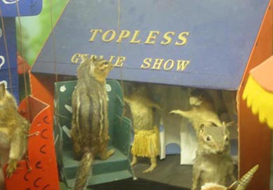 Squirrel Girlie Show